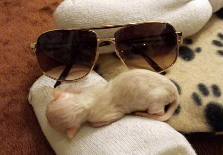 Piglet with Glasses